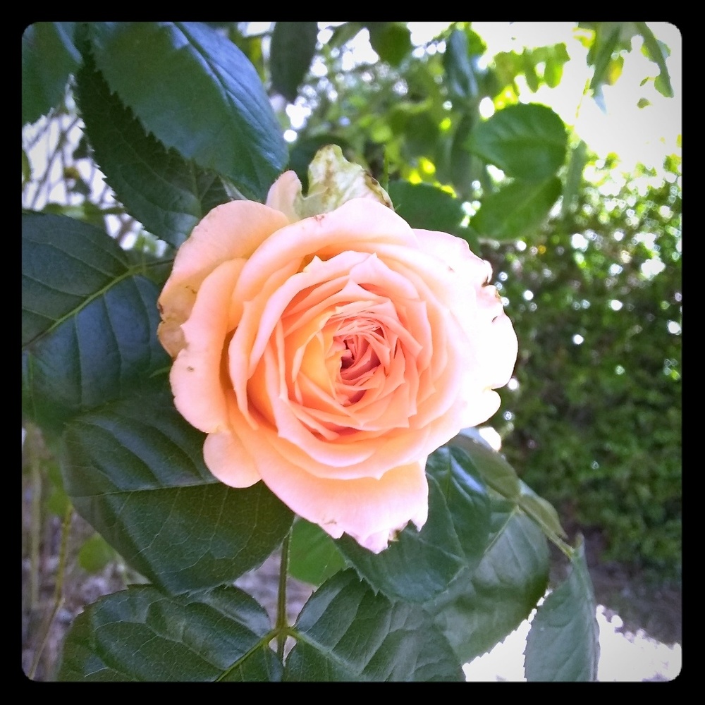 Meet your Posher, Mira